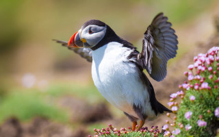 Bird flower bed wings spread - bascove free wallpaper