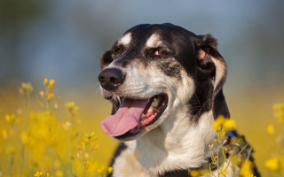Dog yellow flowers autumn fire - its tongue free wallpaper