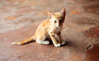 Small kitten rock sad eyes - a rock free wallpaper