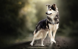 Dog forest road light shining - photorealism free wallpaper