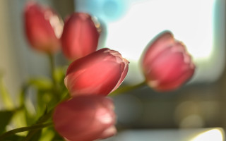 Pink flowers vase blurry background 2 - a vase free wallpaper