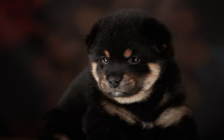 Puppy sad eyes vanitas animal - his face free wallpaper