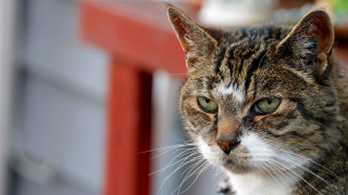 Cat red door green eyes - neoplasticism free wallpaper