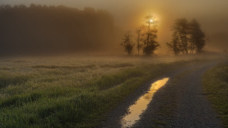 Foggy field dirt road trees - the other side of the road free wallpaper