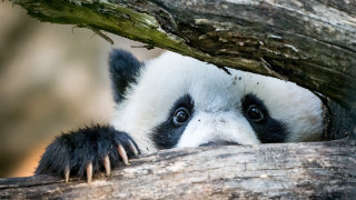 Panda peeking branch wide eyes - wide free wallpaper