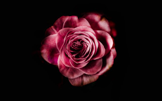 Pink rose dark background white - a pink rose free wallpaper