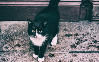 Black white cat sidewalk door 2 - dof free wallpaper