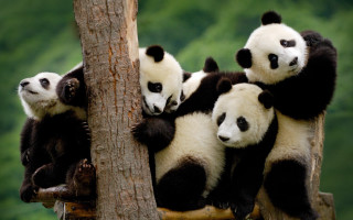 Panda shiba inu tanuki forest - top of a tree free wallpaper