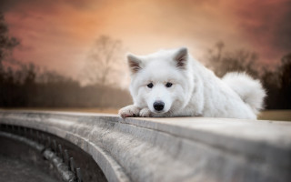 White dog concrete ledge trees - concrete free wallpaper for desktop