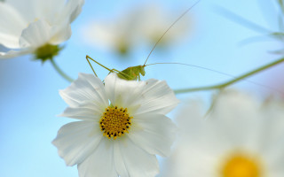 Green insect white flower blue - a few white flower free wallpaper