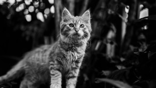 Cat sad branch blackwhite blurry - a sad look free wallpaper