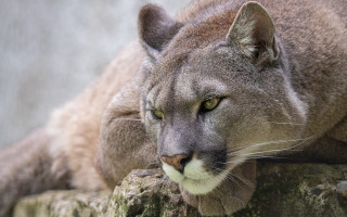 Mountain lion closeup rock eyes - a rock free wallpaper for desktop