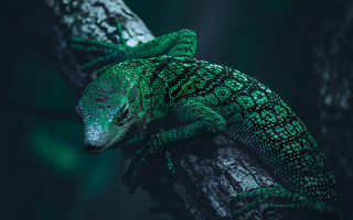 Lizard branch night head side - the dark night time free wallpaper