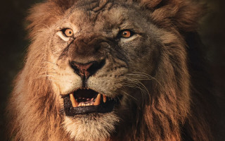Lion open mouth teeth missing 2 - its mouth open free wallpaper