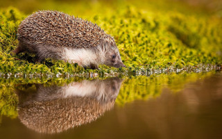Hedgehog grass water autumn nature - a hedgehog free wallpaper