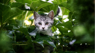 Cat hiding bush leaves eyes - looking free wallpaper