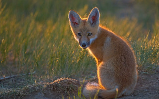 Small fox sitting grass sad - a portrait free wallpaper