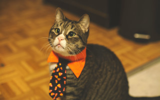 Cat tie sweater wooden floor - a wooden floor free wallpaper