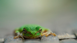 Green frog wooden surface macro - a blurry background of leaves and grass free wallpaper