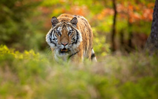 Tiger forest wildlife blurry depth - a tiger free wallpaper