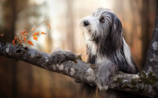 Dog branch woods leaves photorealistic - a branch free wallpaper