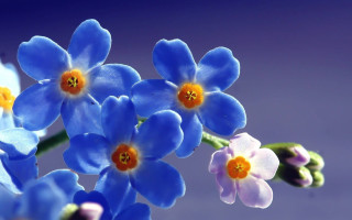 Blue flowers yellow centers purple - a few white flower free wallpaper