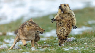 Animal critique standing grass motion - institutional critique free wallpaper