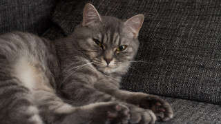 Cat couch paws camera halftone - the arm of the couch free wallpaper