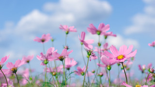 Pink flower field blue sky 2 - chang daichien free wallpaper