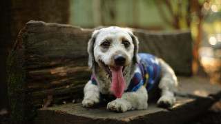 Dog sweater laying bench tree - chang daichien free wallpaper
