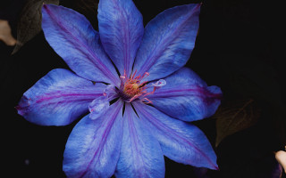 Blue flower purple stamens yellow - a yellow staman free wallpaper