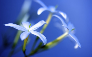 Flower blurry bokeh blue background - derek chittock free wallpaper