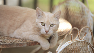 Cat laying table basket blurry - a table next free wallpaper