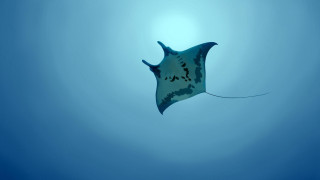 Stingfish ocean blue sky shadow - an illustration free wallpaper