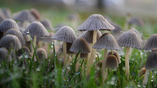 Mushrooms dew grass macro magical - the grass together free wallpaper