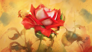 Red white rose vase yellow - rose free wallpaper