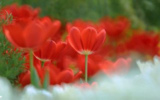 Red flower field macro shallow - the foreground and a blurry background free wallpaper