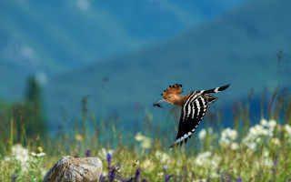 Bird field mountains flower sky - a rock free wallpaper