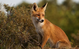 Fox sitting brush concerned furry - a fox free wallpaper