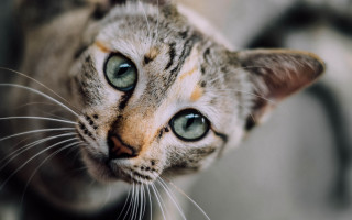 White cat green eyes macro - eye free wallpaper