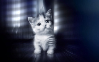 Kitten woodenfloor bigeyes hologram whitecat - a kitten free wallpaper