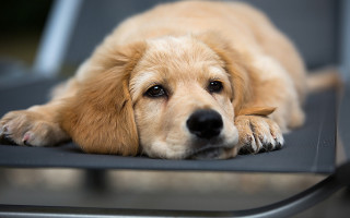 Sad shiba inu dog chair - dof free wallpaper