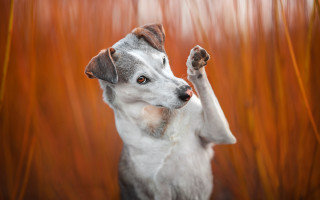 Dog standing up paws in - its paw free wallpaper