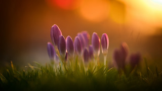Purple flower grass bush closeup - a group free wallpaper