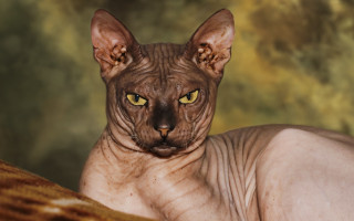 Hairless yellow eyes cat couch - grotesque free wallpaper