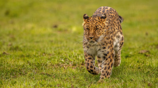 Leopard green field sunny day - wild free wallpaper