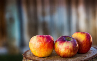 Three apples wooden stump fall - a wooden fence free wallpaper