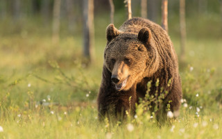 Brown bear forest wildlife primivitism - a brown bear free wallpaper