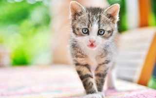 Cute white cat shiba inu - a small kitten free wallpaper
