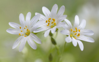 Three white flowers yellow centers - yellow center free wallpaper